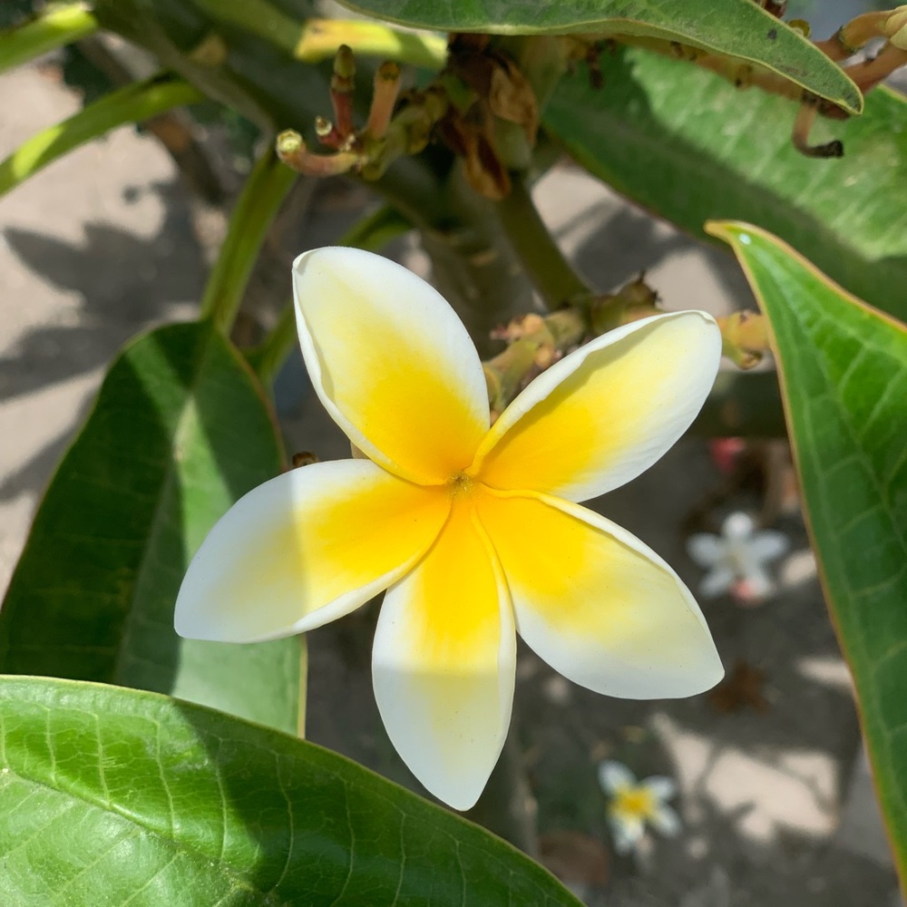 Meet your Posher, Leilani